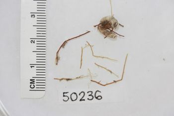 Media type: image;   Invertebrate Zoology 50236 Description: Preserved specimen.;